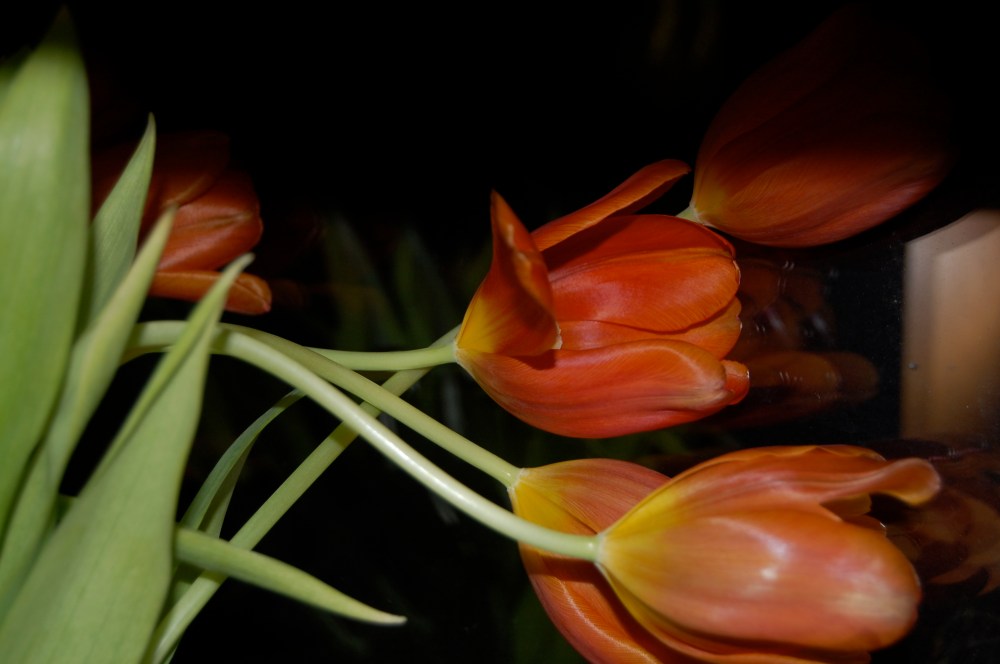 tulip reflection