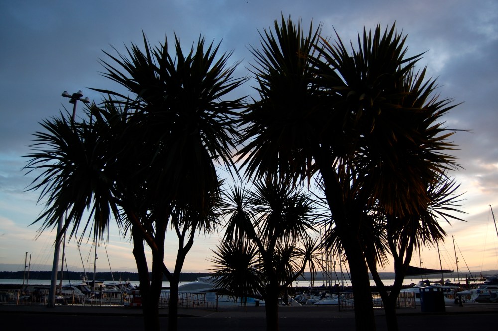 poole palms