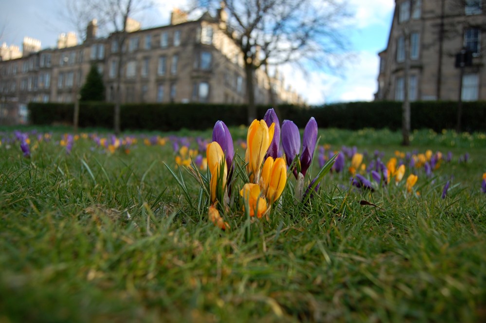 crocuses
