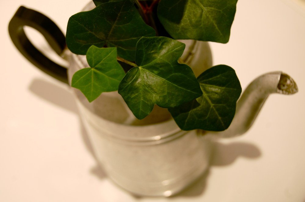 ivy pot