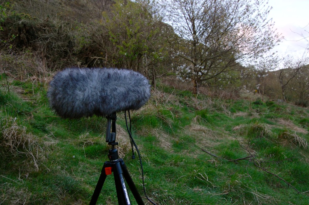 dawn chorus