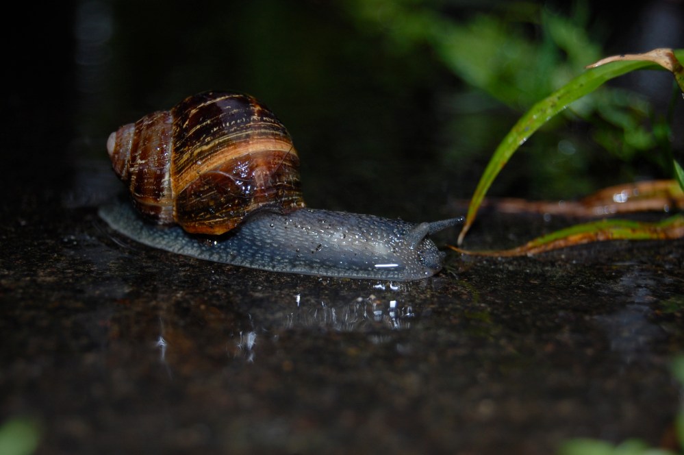 snail in rain