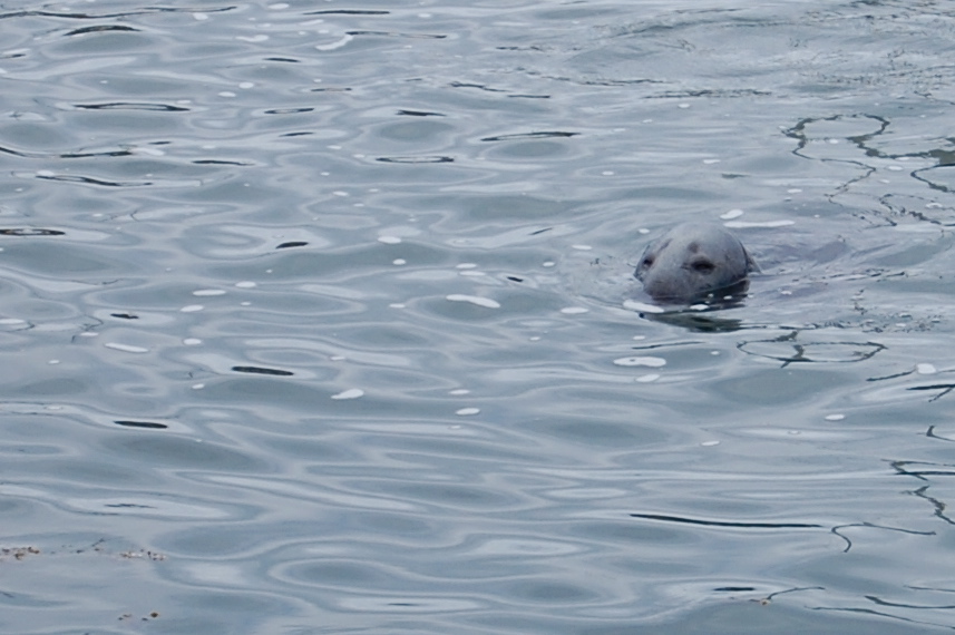 grey seal dunbar
