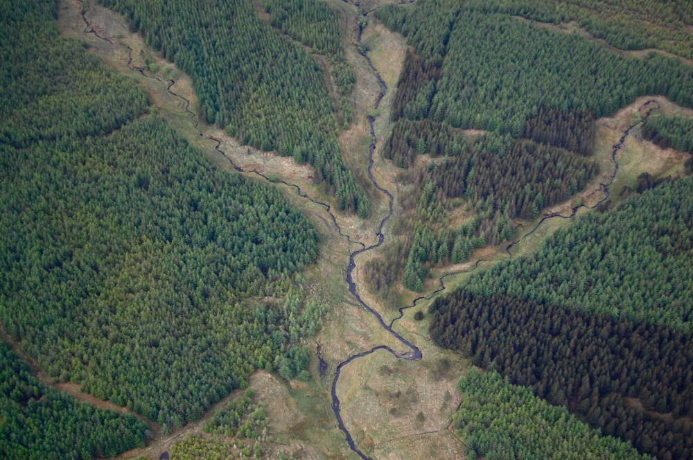 Mull planted conifers