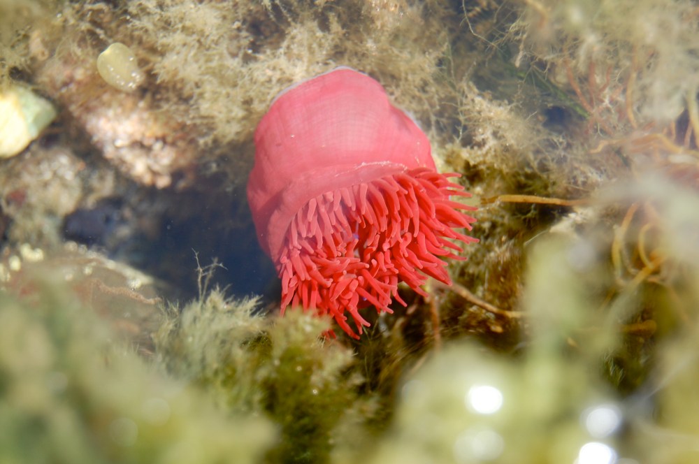 sea anemone