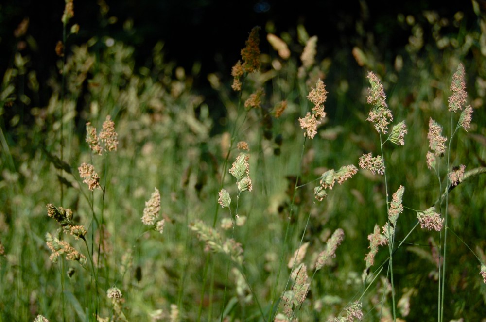 sun grass