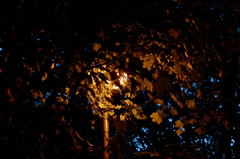 Tree light