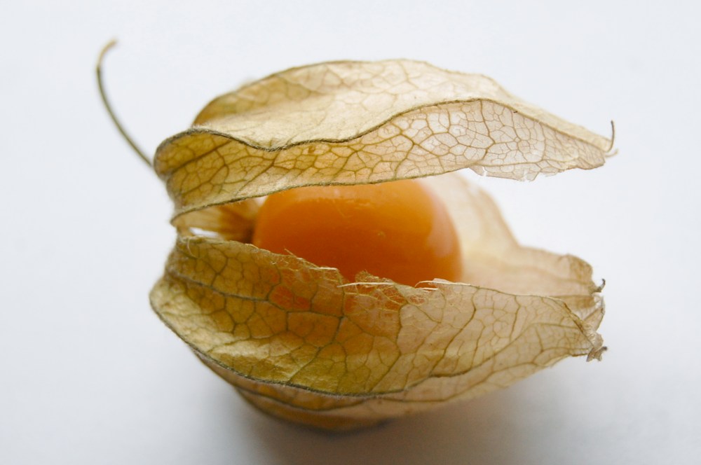 Physalis peruviana