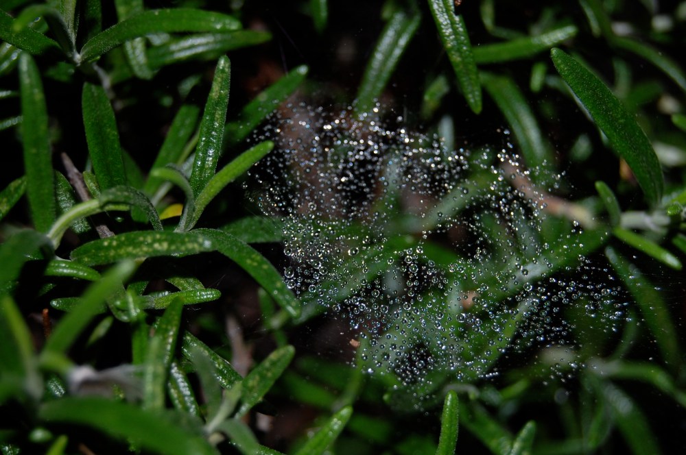 water on spiderweb