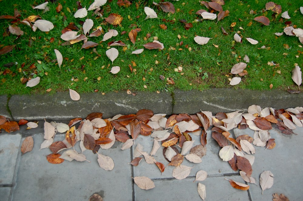 fallen leaves. JPG