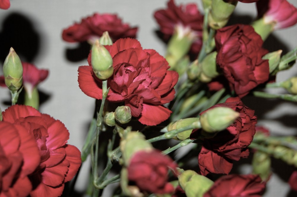 carnations