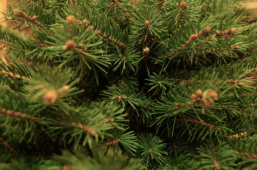 christmas tree