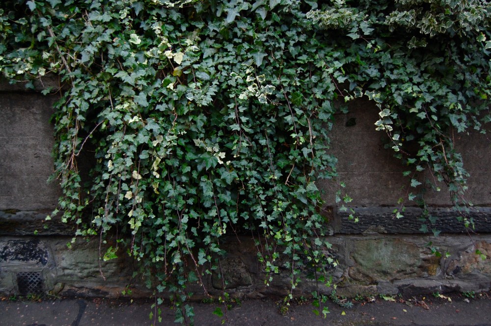 ivy