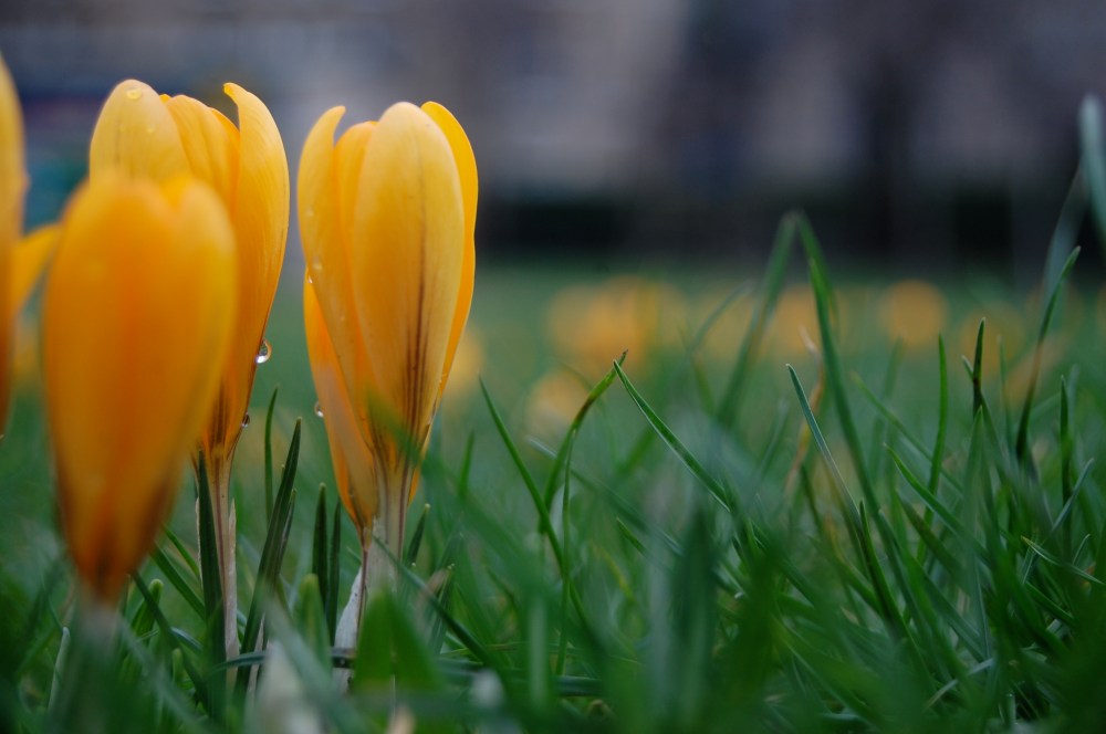 crocuses
