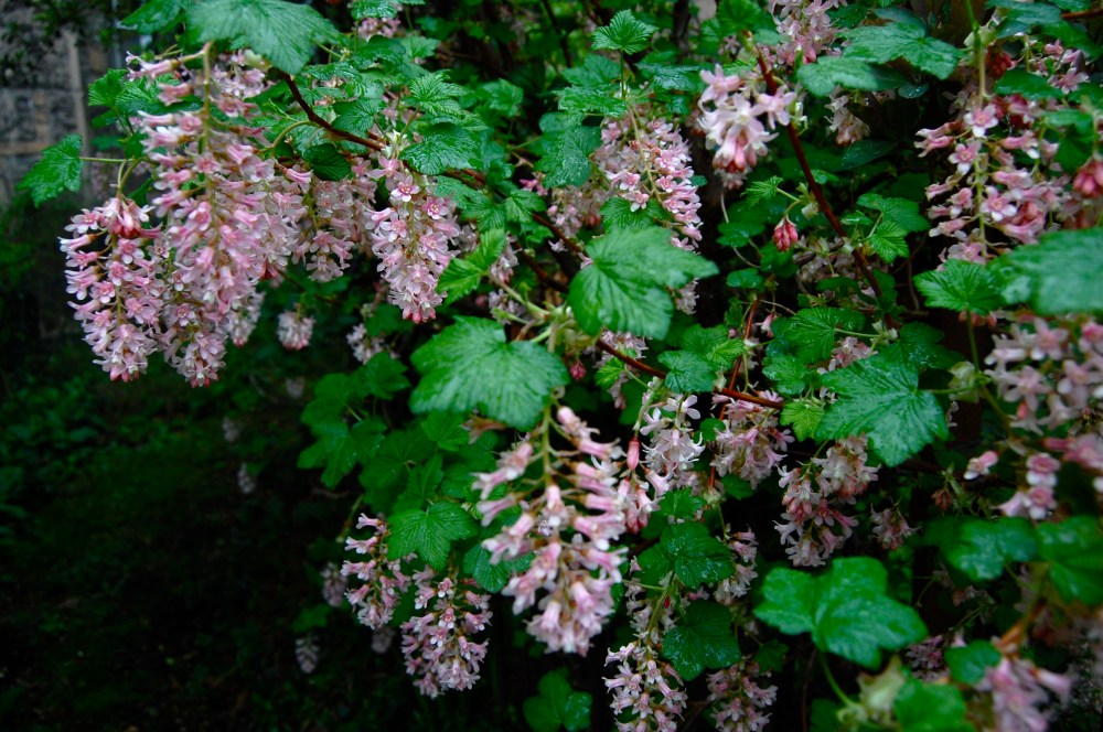 Ribes sanguineum