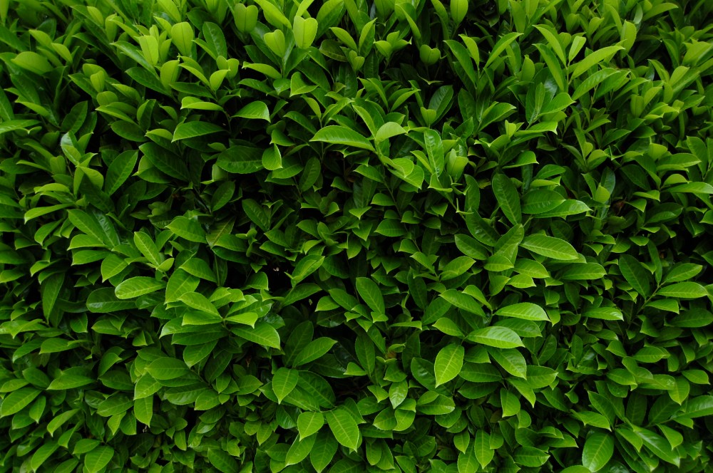 hedge