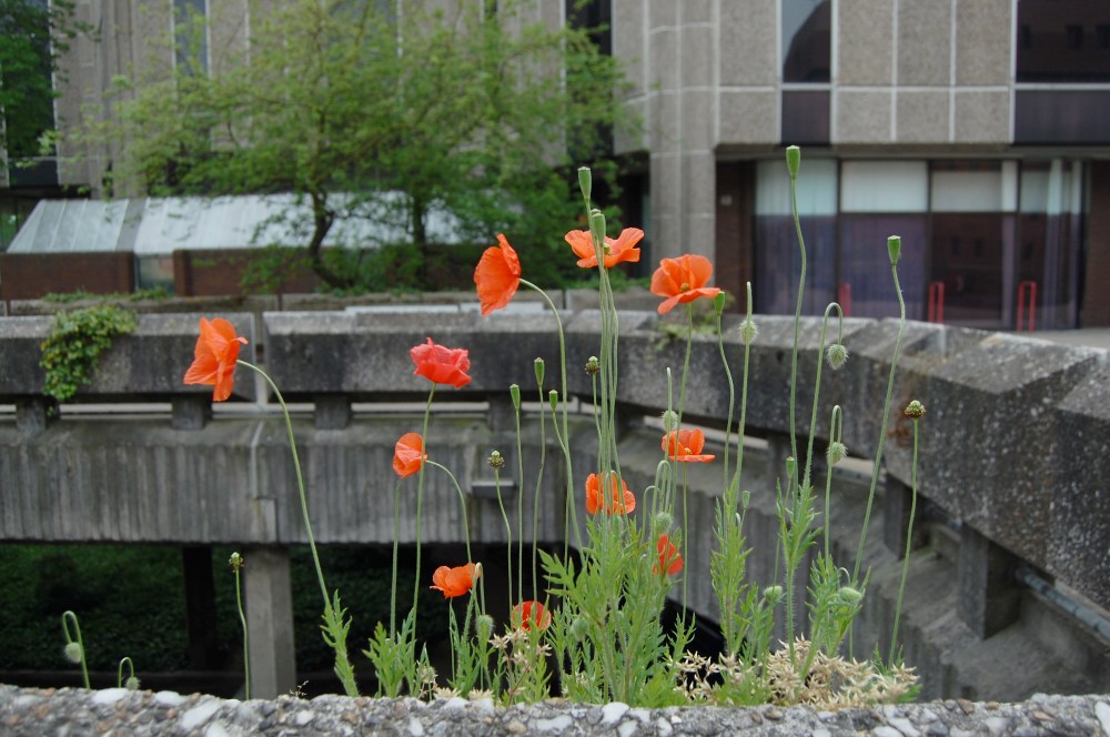 poppies