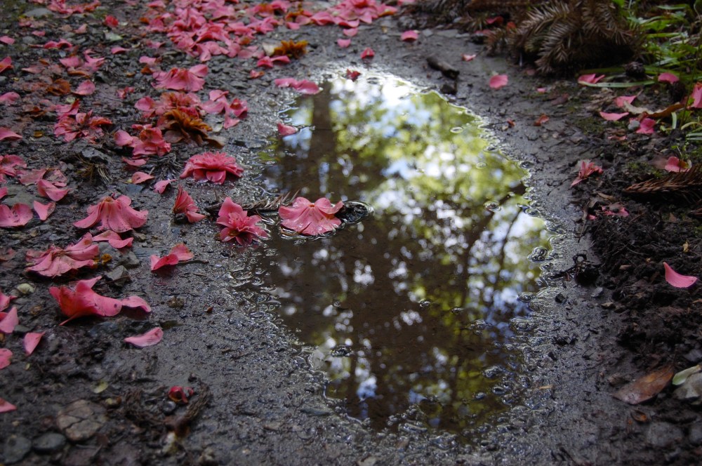 rhododendron lee's dark purple