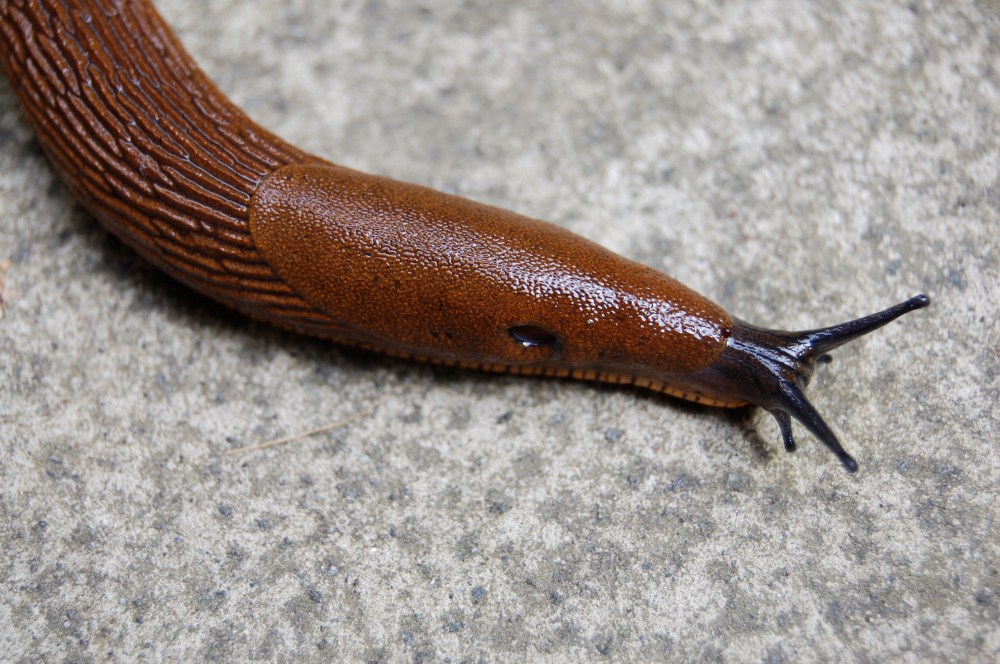 slug