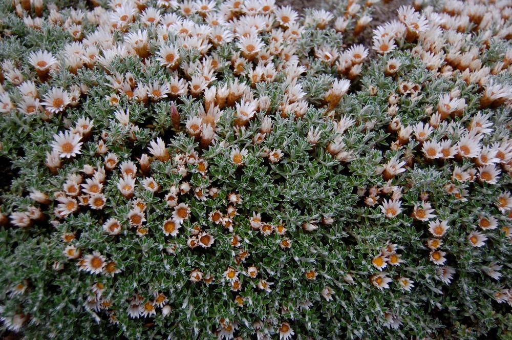 Helichrysum retortoides