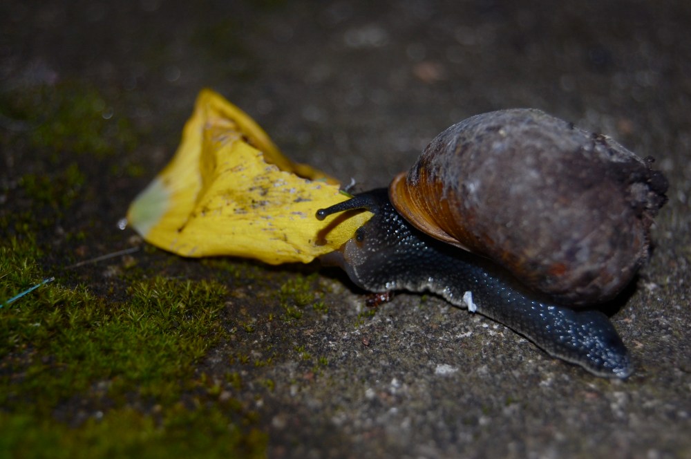 snail