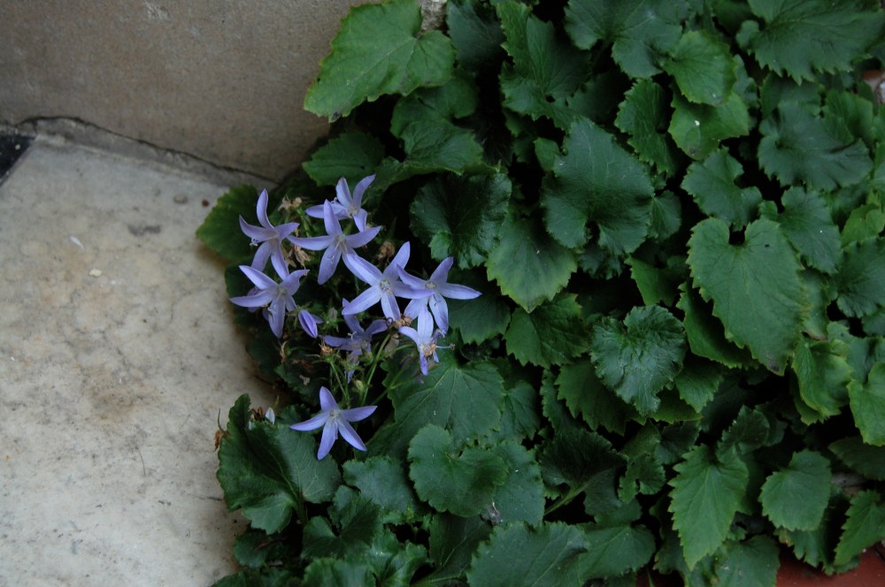20 sep purple flowers