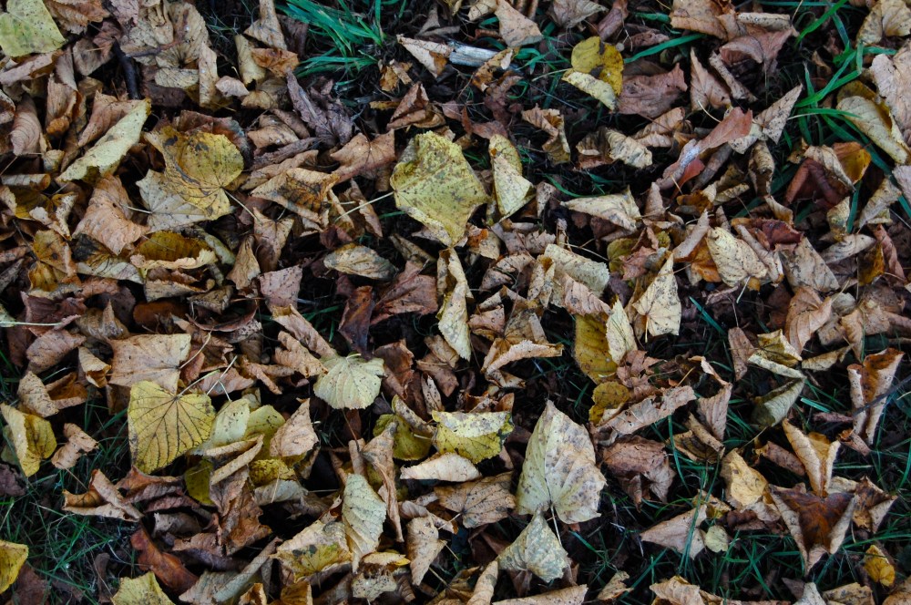 30th leaf litter