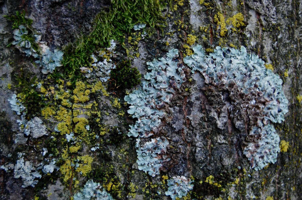 3rd lichen