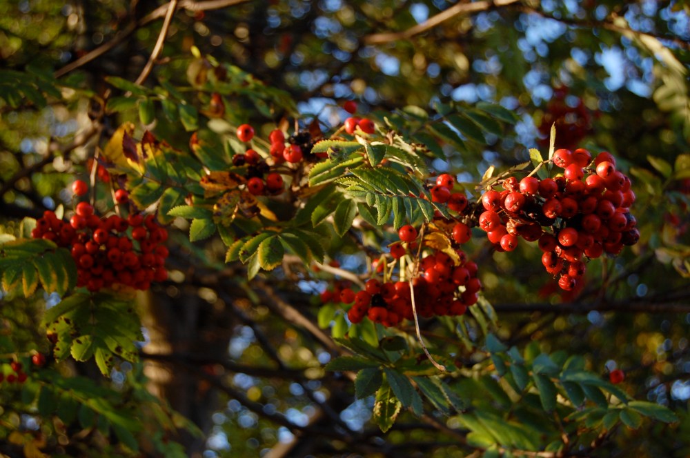 6th oct rowan