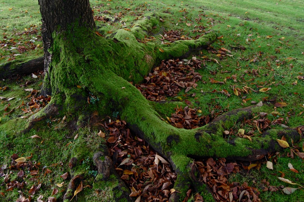 tree roots
