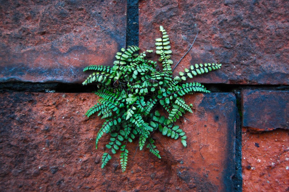 brick:plant