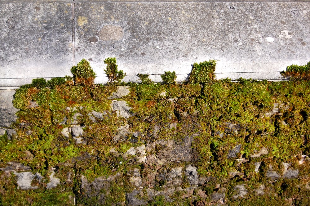 moss