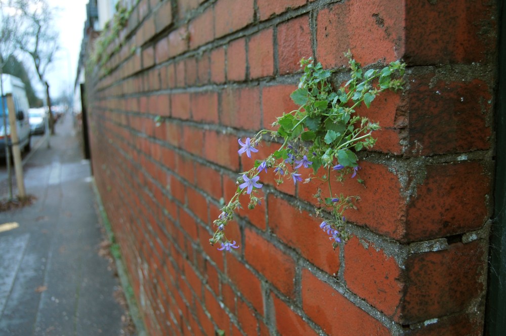 wall plant