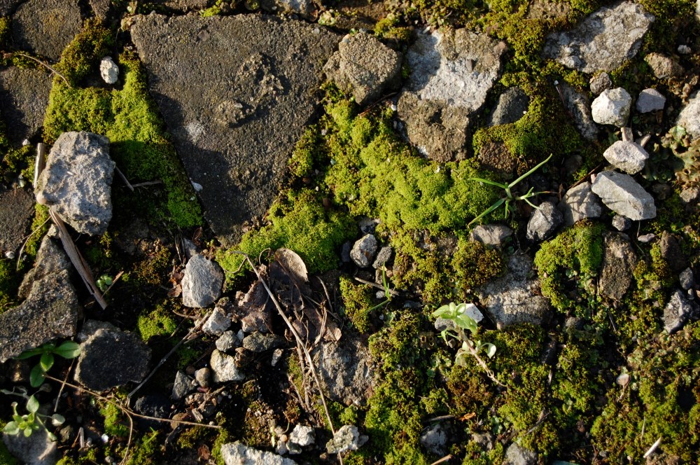 moss
