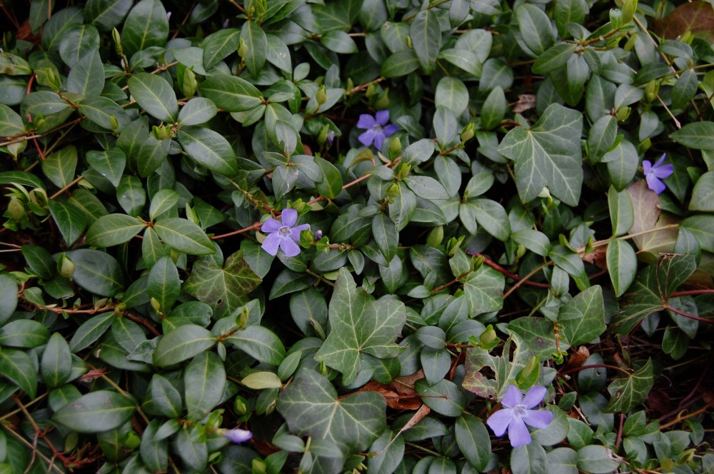 ground cover