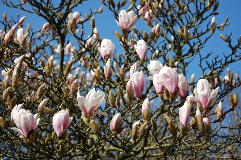 magnolia