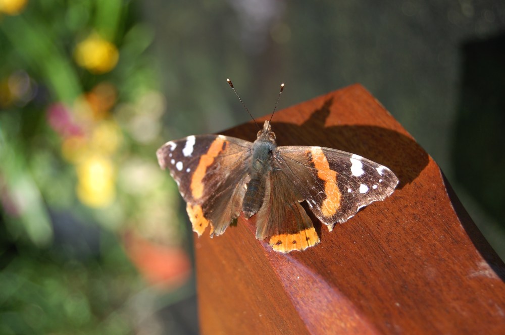 Red Admiral