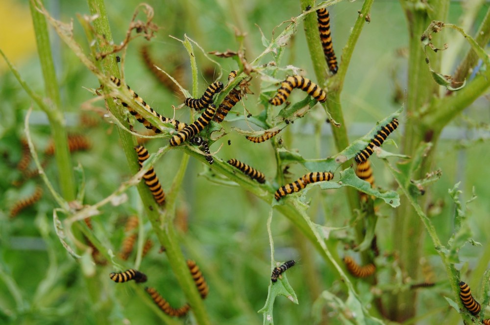 cinnabar moth
