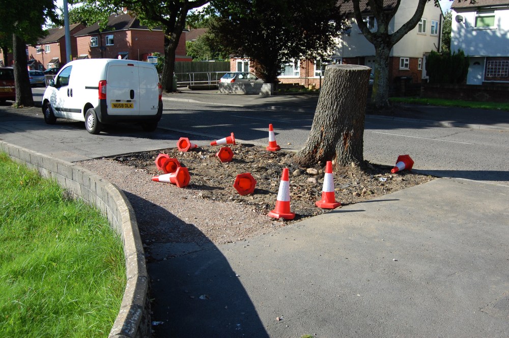 cone tree
