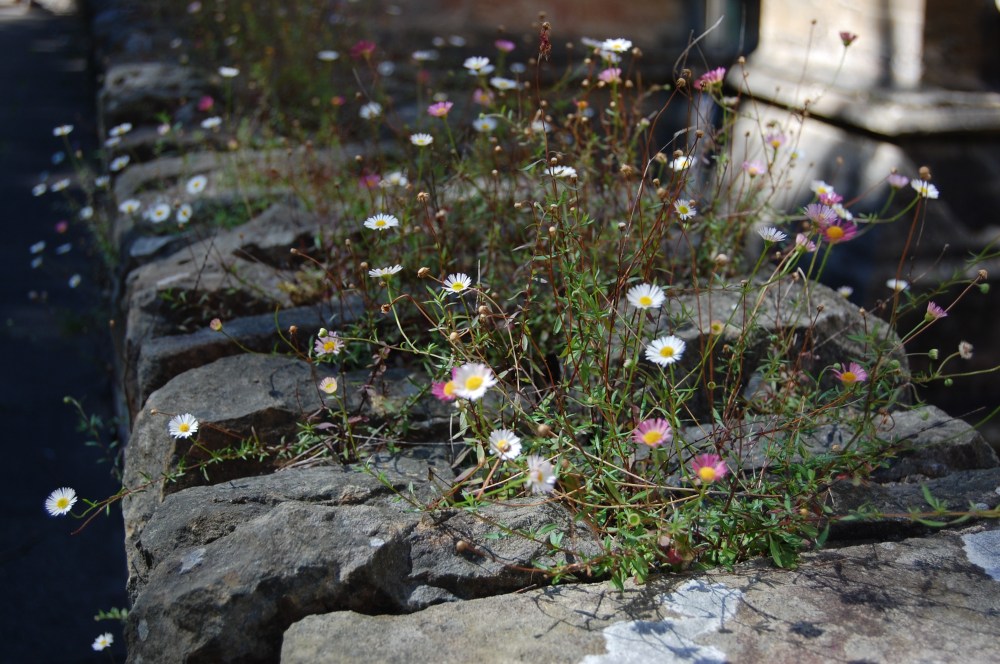 daisies