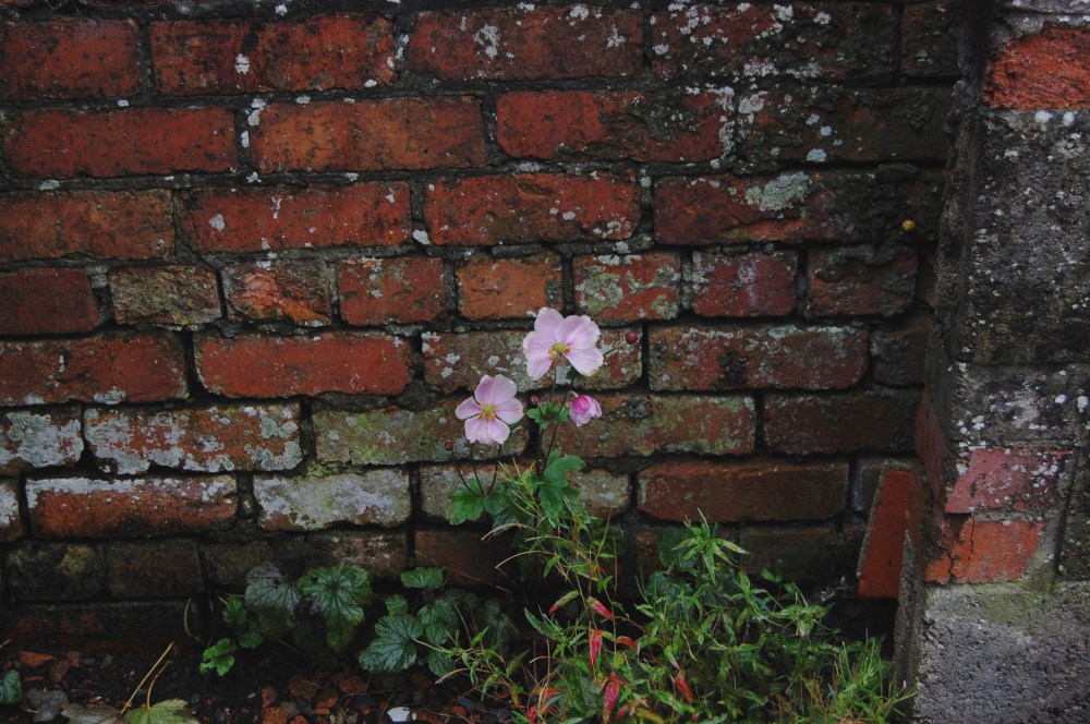 pink on brick wall