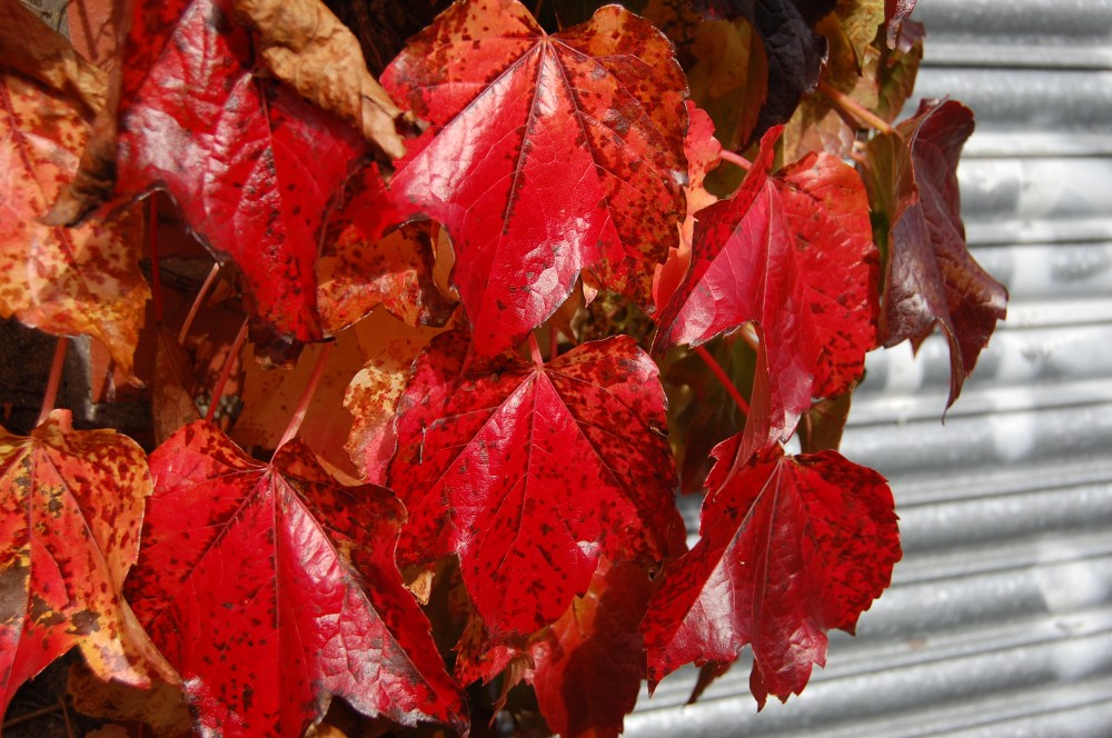 red ivy leaves