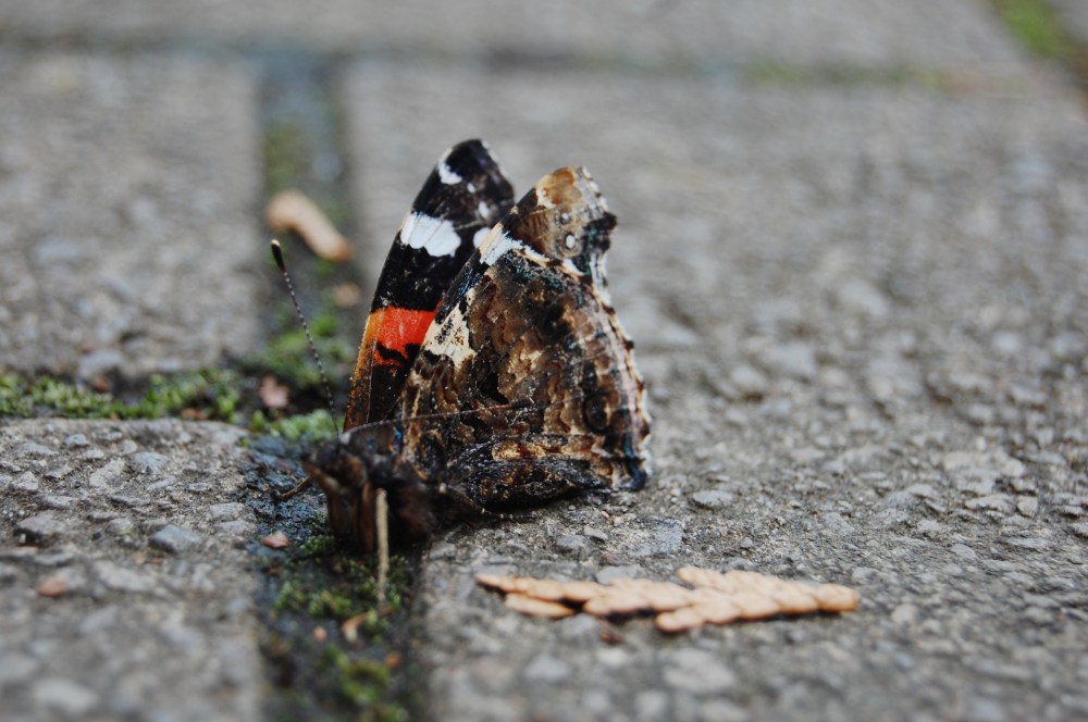 Red Admiral