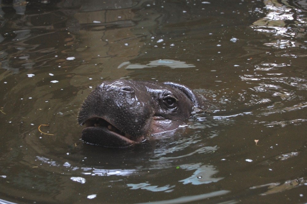 pygmy hippo