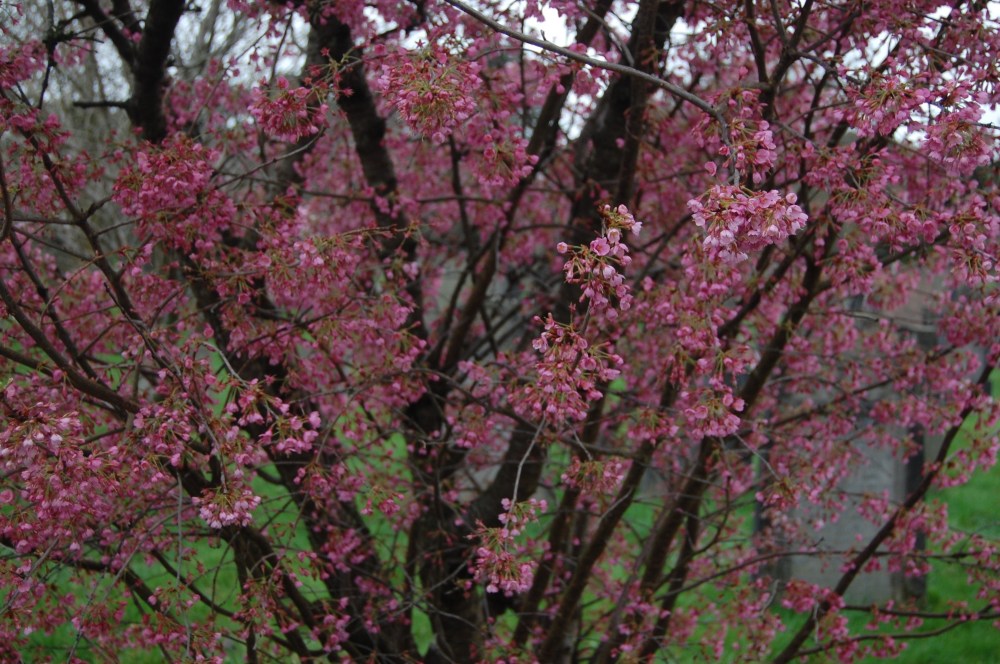 pink-blossom
